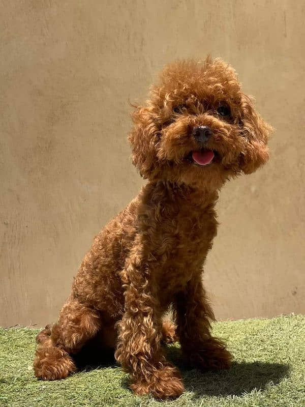 IMPORTED TOY POODLE PUPPY AVAILABLE FOR SALE 2