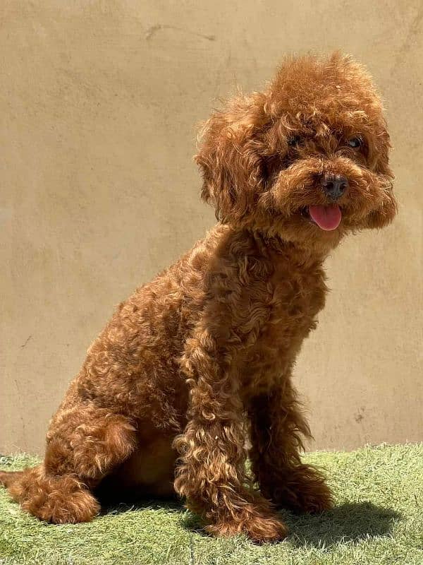 IMPORTED TOY POODLE PUPPY AVAILABLE FOR SALE 3