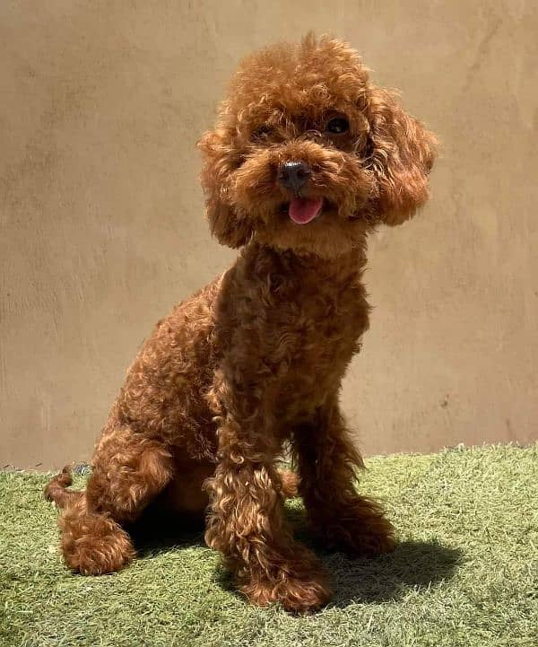 IMPORTED TOY POODLE PUPPY AVAILABLE FOR SALE 4