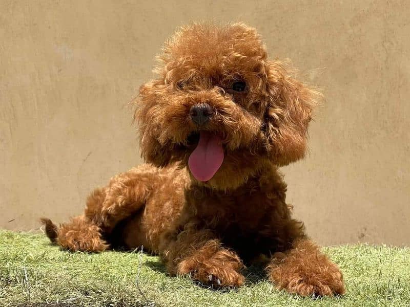 IMPORTED TOY POODLE PUPPY AVAILABLE FOR SALE 5