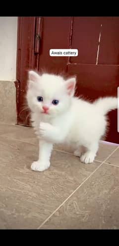 Persian cat for sale female my WhatsApp 03064991283