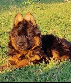 German Shepherd puppies 03263607292