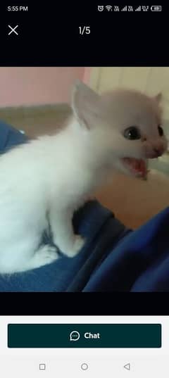 Persian kitten for sale