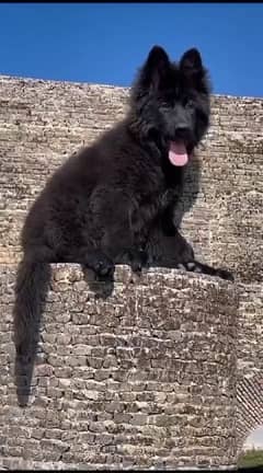 TOP QUALITY BLACK GERMAN SHEPHERD PUPPY AVAILABLE FOR SALE