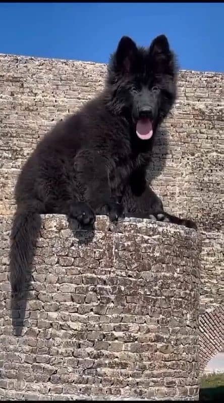 TOP QUALITY BLACK GERMAN SHEPHERD PUPPY AVAILABLE FOR SALE 3