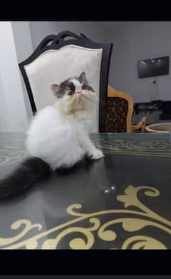 Persian cat for sale male or female my WhatsApp 03064991283