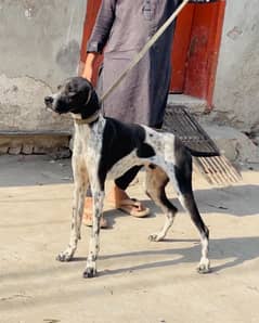 English pointer 03234696626