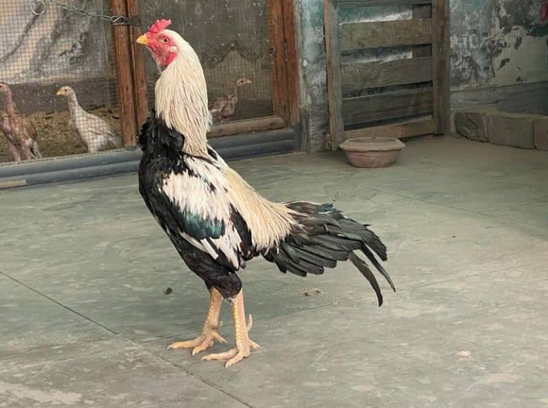 Aseel Male Hen 0