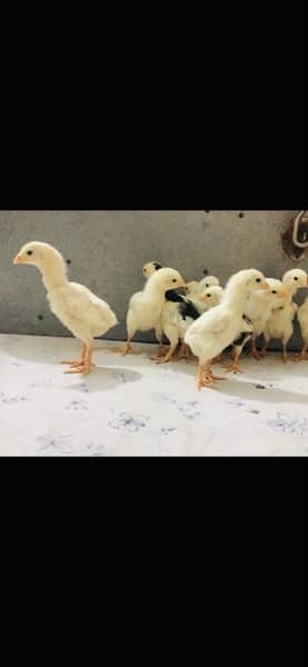 white Shamo chicks 4