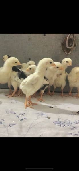 white Shamo chicks 5