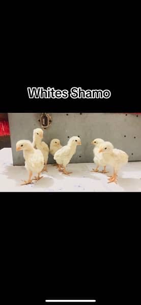 white Shamo chicks 7