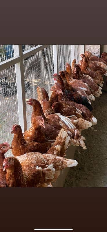 lohman Brown hen stater eggs Laying available _320eggs per year lay 0