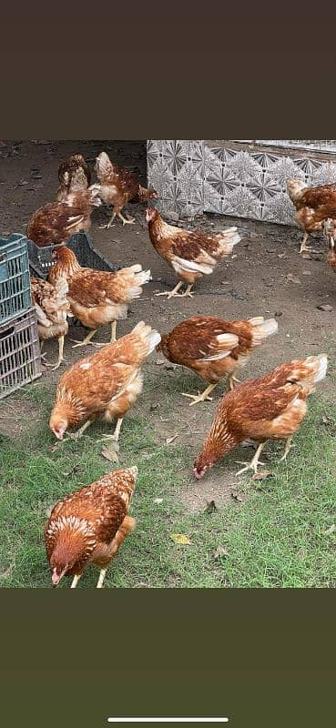 lohman Brown hen stater eggs Laying available _320eggs per year lay 1