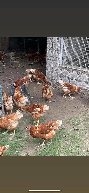 lohman Brown hen stater eggs Laying available _320eggs per year lay 2