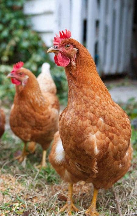 Lohmann Brown/Lohmann Brown Hens 2