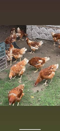 lohman Brown Fresh Stater hens hen murgi available. 320eggs lay per yea