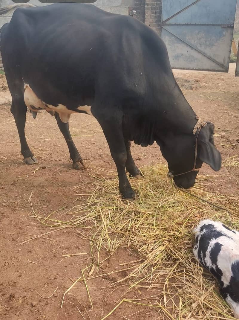 fresion cross cow/ Frizan cow for sale 0