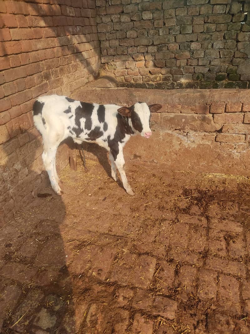 fresion cross cow/ Frizan cow for sale 1