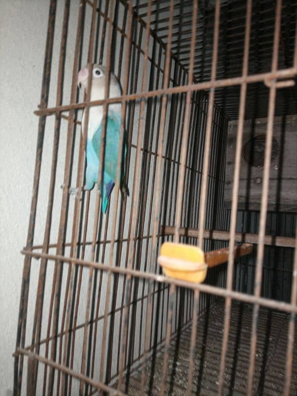 Blue feshri male 0