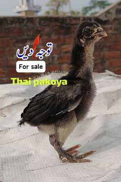 Thai pakoya aseel cheeks for sale