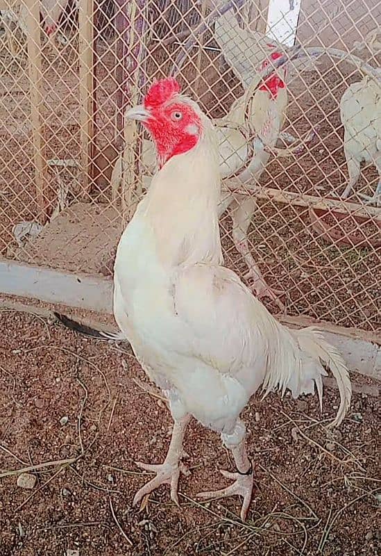 Heera/Hera/Hira Aseel chicks for sale 0