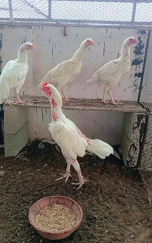 Heera/Hera/Hira Aseel chicks for sale 2