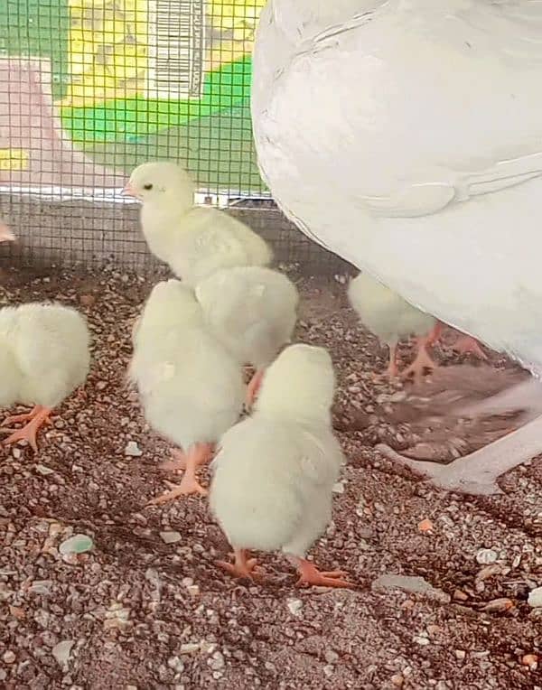 Heera/Hera/Hira Aseel chicks for sale 4