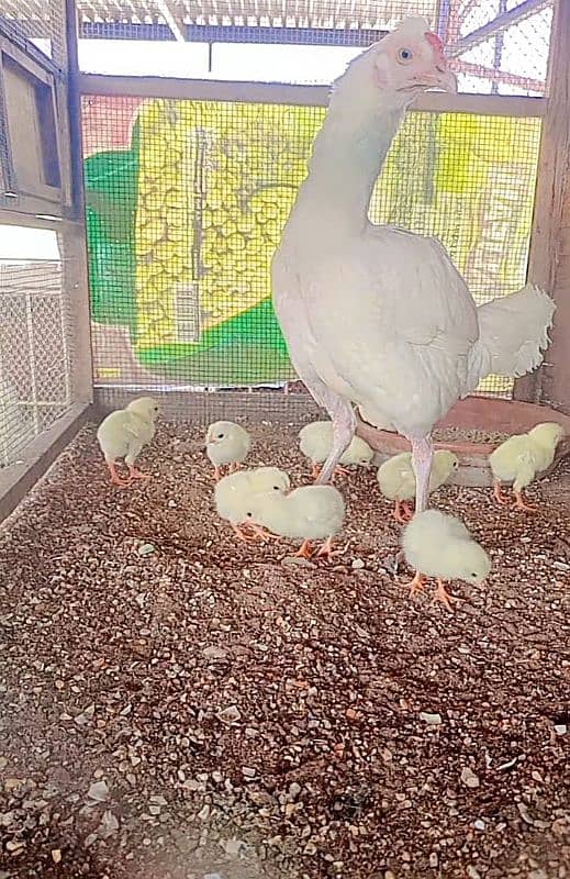 Heera/Hera/Hira Aseel chicks for sale 5