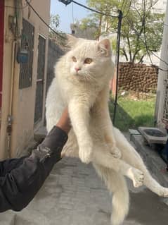 Persian male cat