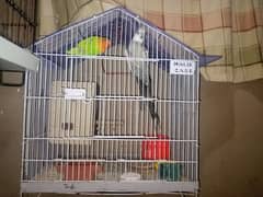 LOVE BIRDS AND COCTAIL WITH CAGE