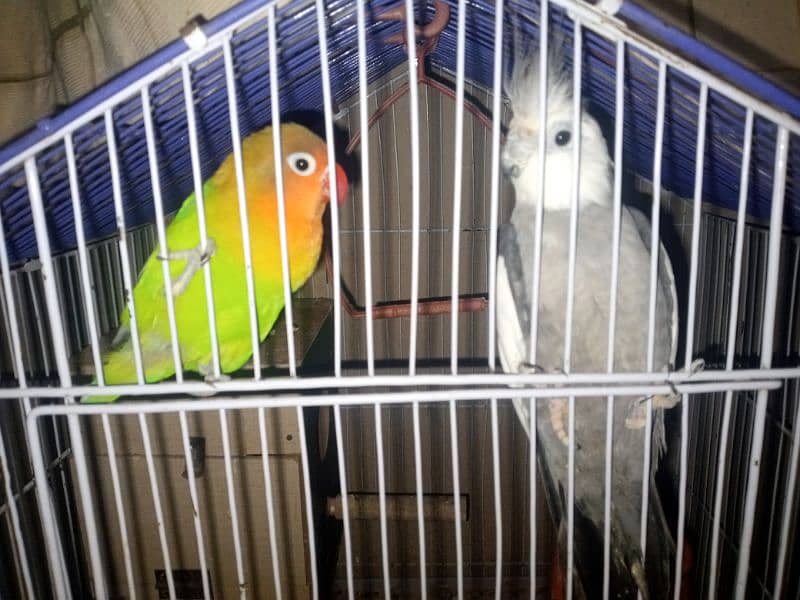 LOVE BIRDS AND COCTAIL WITH CAGE 1