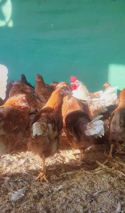 Lohmann brown starter hens for sale in best quality f1 breed.
