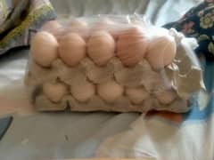 Fresh dasi misri eggs available