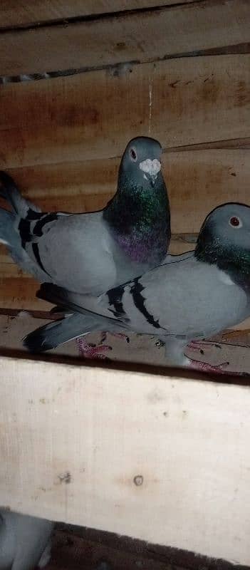 4 breedar pair for sale 03105074582 0