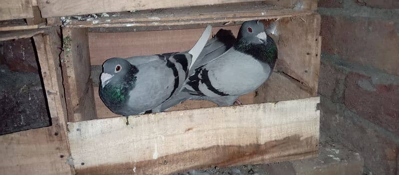 4 breedar pair for sale 03105074582 1