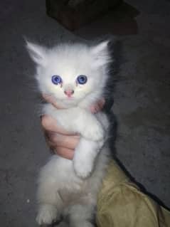 Persian kittens for sale