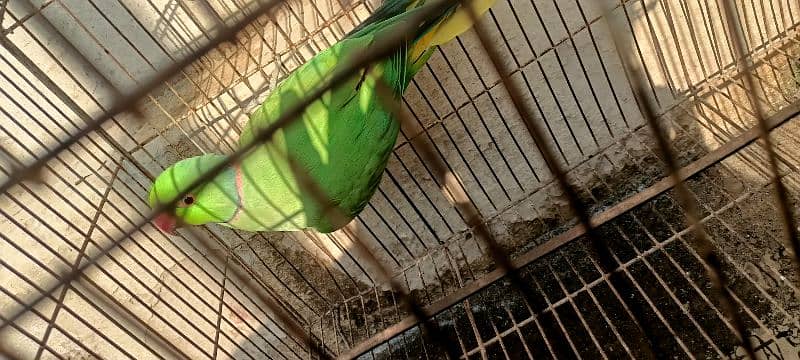 green ringneck male 0