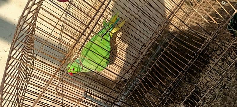 green ringneck male 1