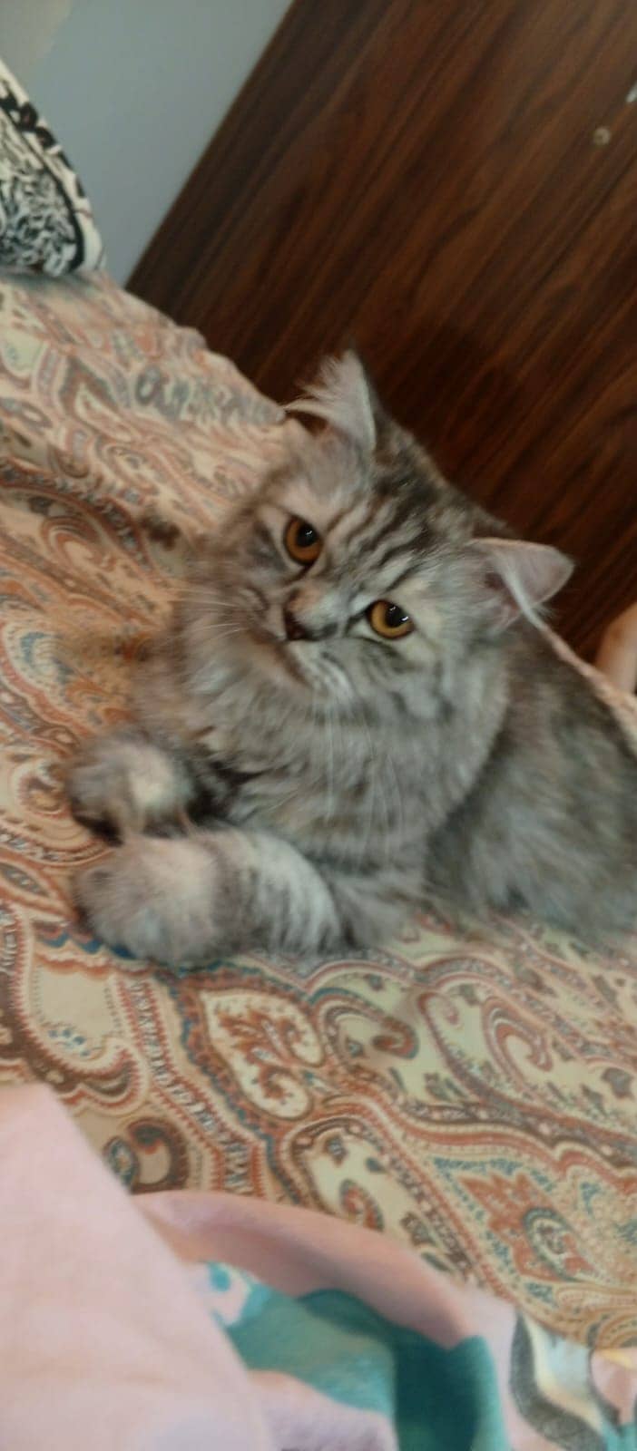 Cross match Persian cat very friendly and vaccination completely done 1