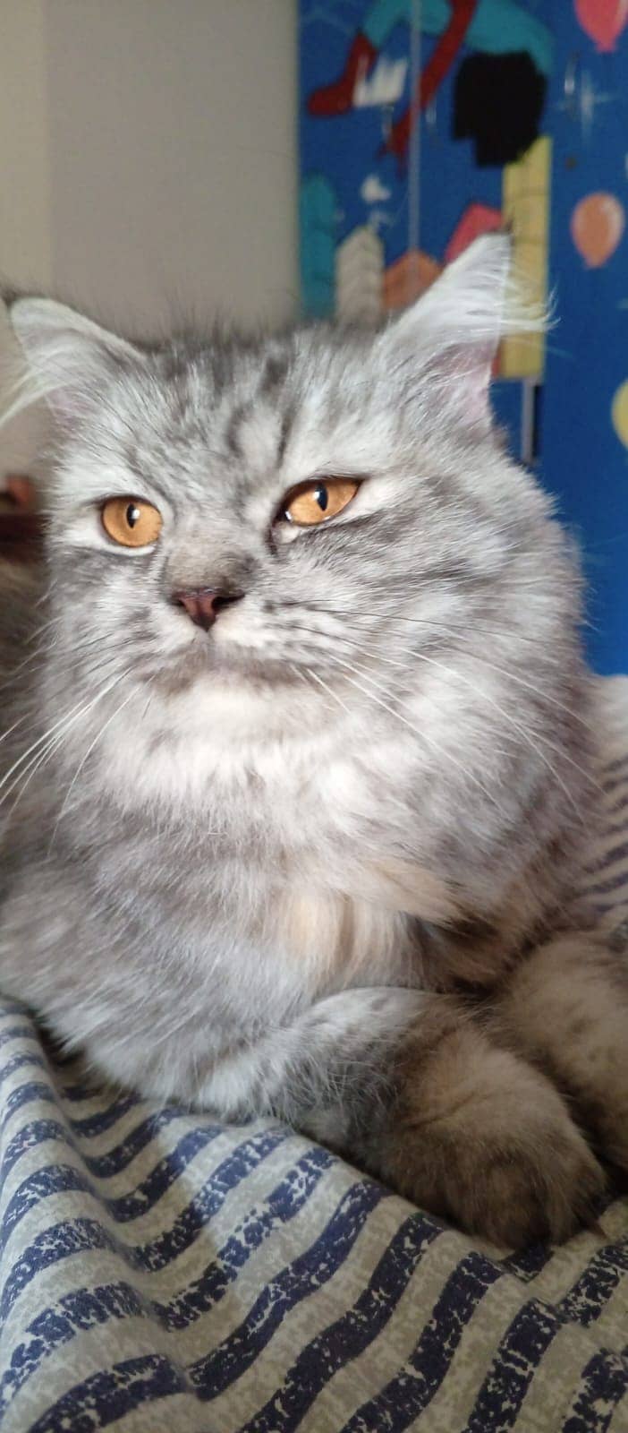 Cross match Persian cat very friendly and vaccination completely done 2