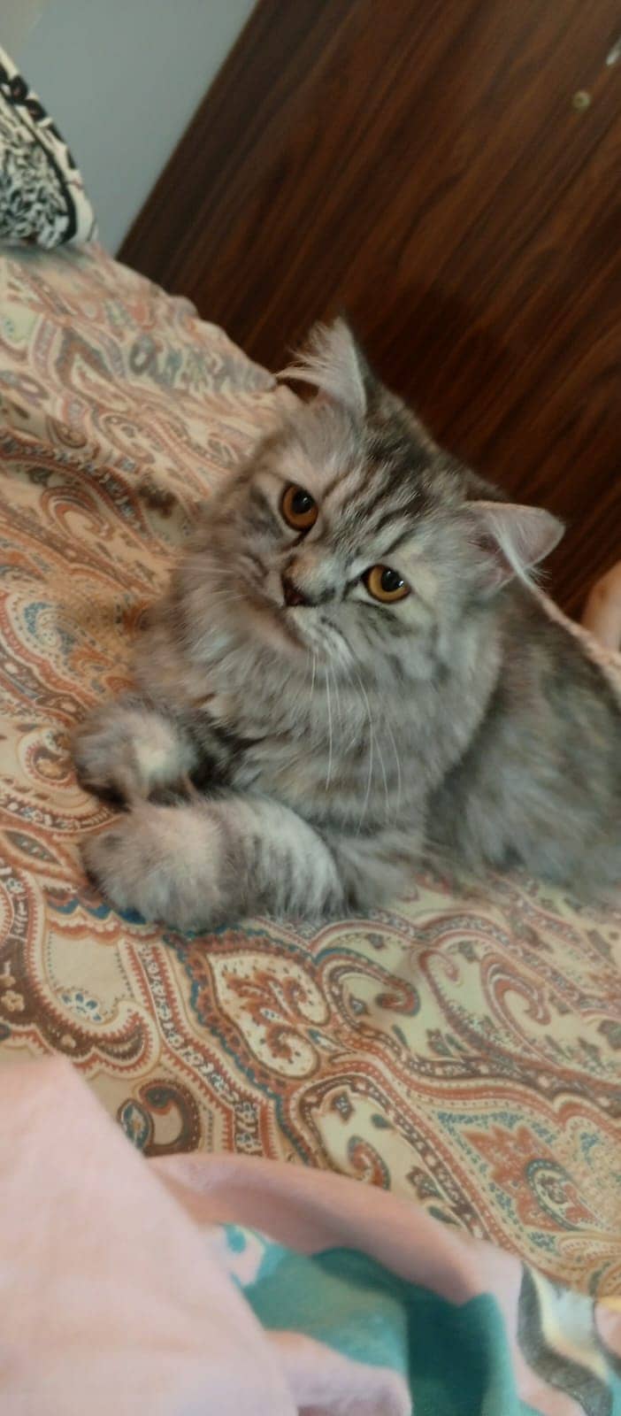 Cross match Persian cat very friendly and vaccination completely done 4