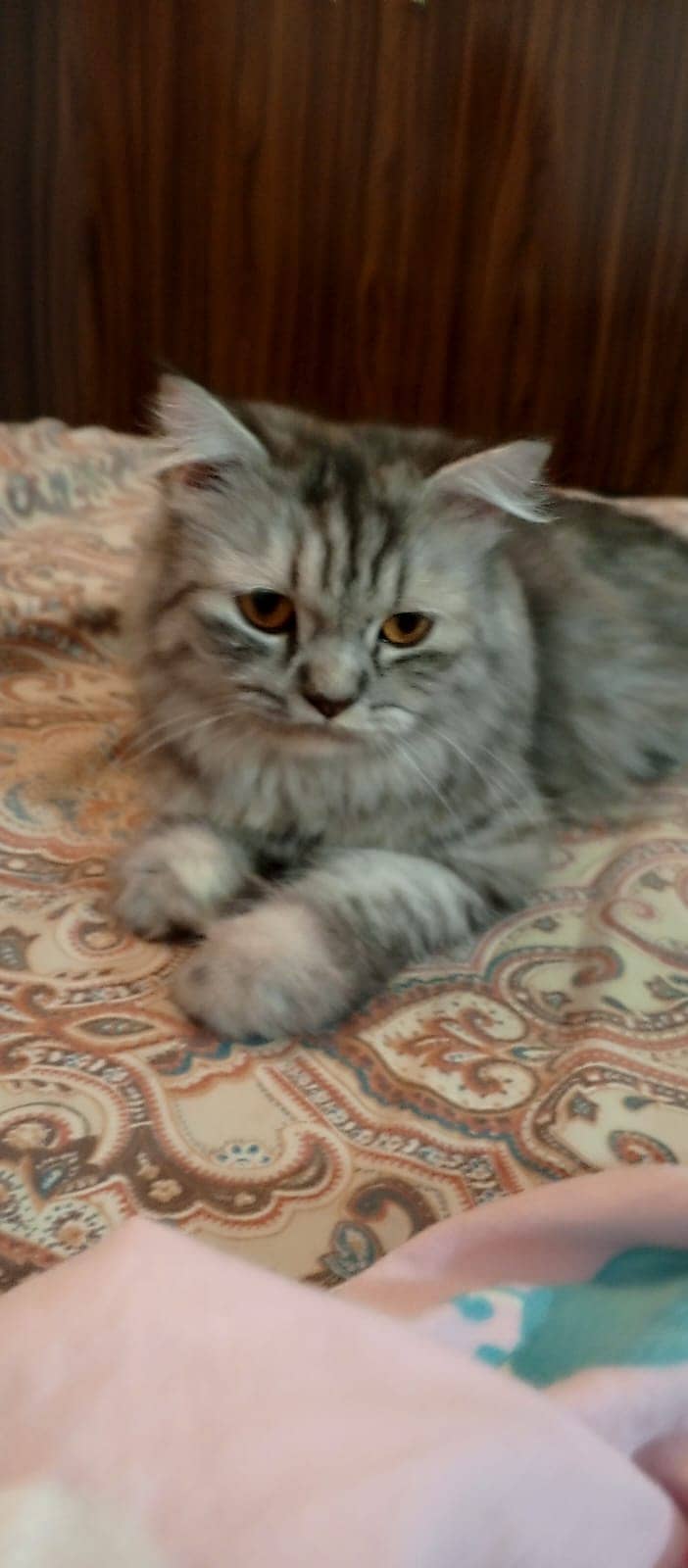 Cross match Persian cat very friendly and vaccination completely done 5