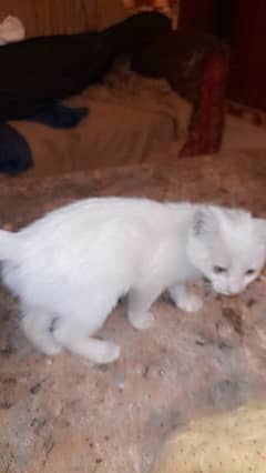 White Persian Cat (single coat)