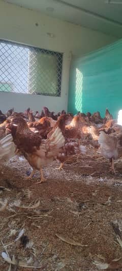 Lohman brown starter hens for sale . in best quality .