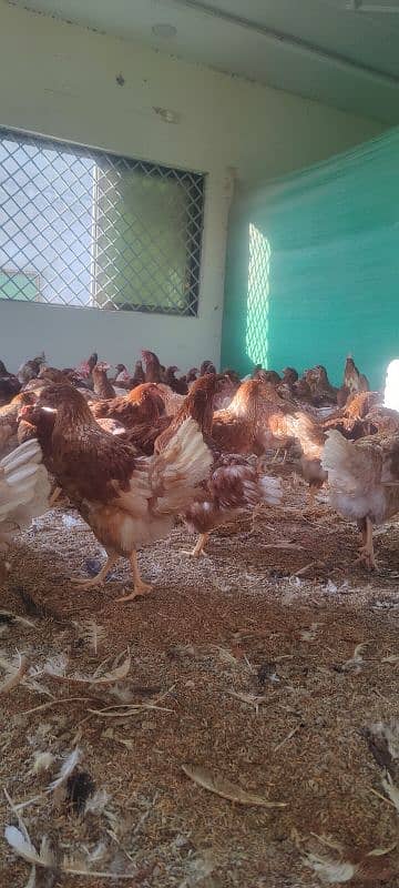 Lohman brown starter hens for sale . in best quality . 0