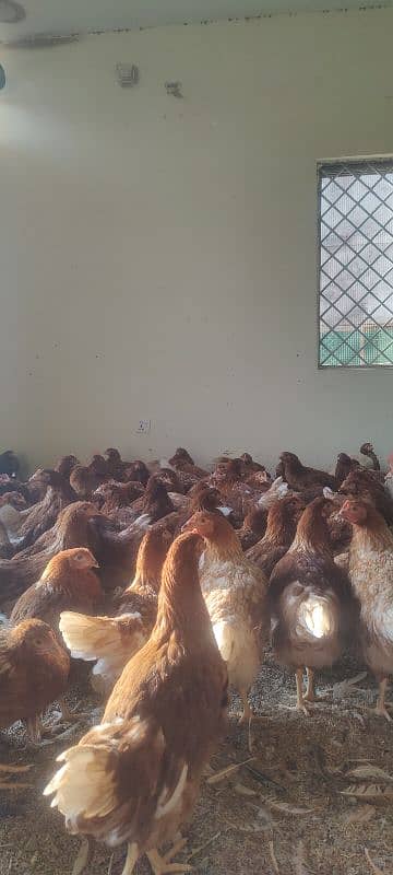 Lohman brown starter hens for sale . in best quality . 1