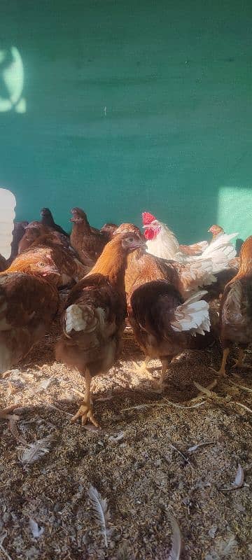 Lohman brown starter hens for sale . in best quality . 2