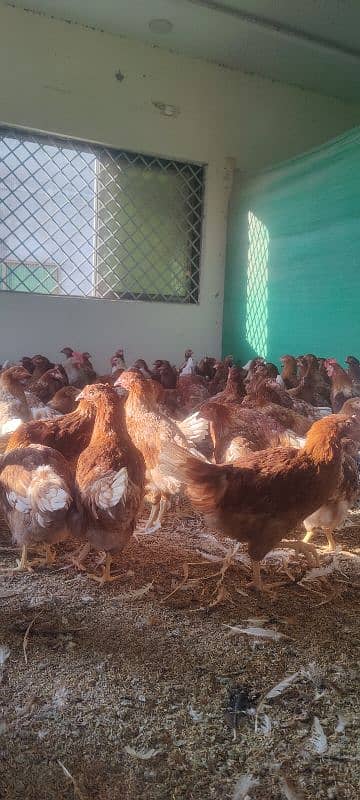 Lohman brown starter hens for sale . in best quality . 3