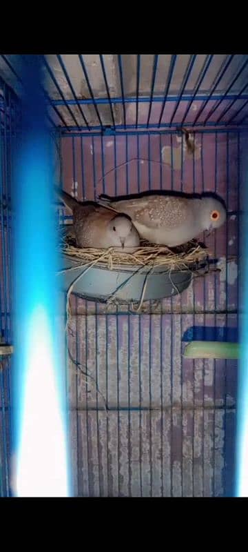 dove pair 1