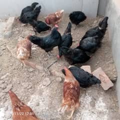 Lohman Brown Egg laying Hens